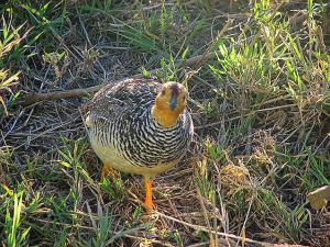 A Coqui francolin posed for us beside the road. -- Photo by Kim Perrin 