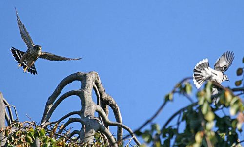 This great photo of a Merlin in pursuit of a blue jay was taken by John Harrison who put it up on Wikimedia. You can see his photos at:  http://flickr.com/photos/15512543@N04/ 