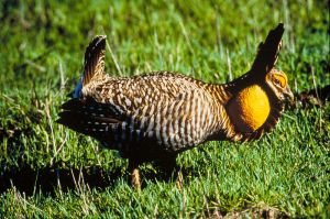 In 1900, a million Atwater prairie chickens roamed the coastal prairies, by 1998 less than 300 remained. Like the passenger pigeon, this species is headed toward extinction. -- Wikimedia photo 
