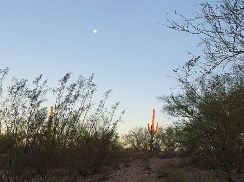 One of the best things about taking Pepper for an early morning walk is getting to see the sun come up over the desert. -- Photo by Pat Bean 