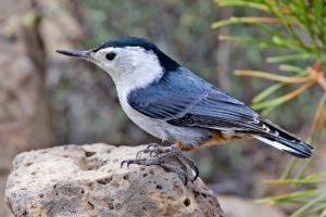 I wonder what nuthatches think about hen they are watching people? Don't you.  -- Wikimedia photo 