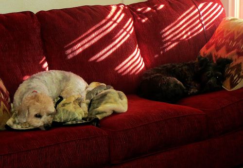 Two couch potatoes. -- Photo by Pat Bean 