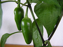 Life is like a jar of jalapenos. What you do today might burn you tomorrow. -- Wikimedia photo 
