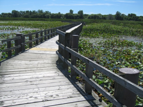 This was  a great ;pp[ walk, loop, mostly on a boardwalk, at Point Pelee National Park in Canada 